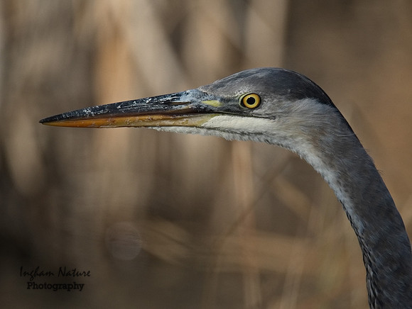 Great Blue Heron