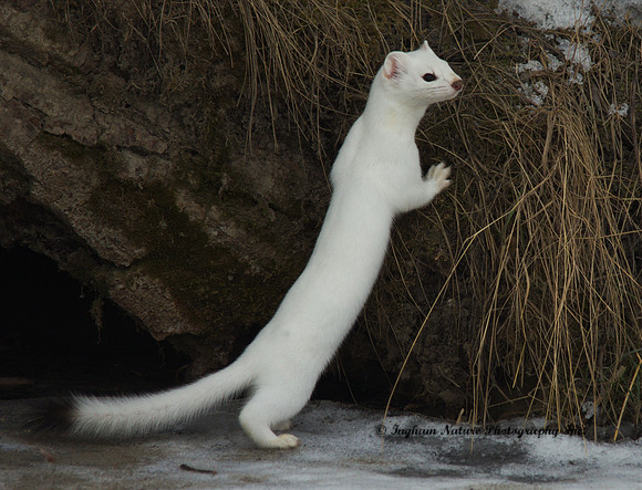 Weasel