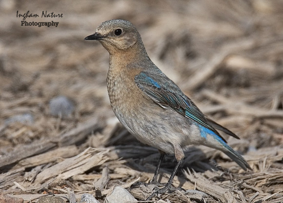 Mountain Bluebird - Female