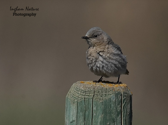 Mountain Bluebird - Female