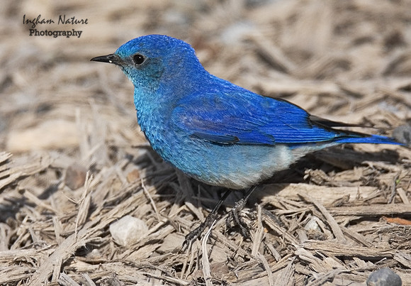 Mountain Bluebird - Male