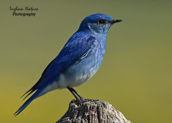 Mountain Bluebird - Male