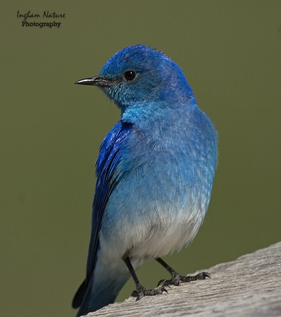Mountain Bluebird - Male