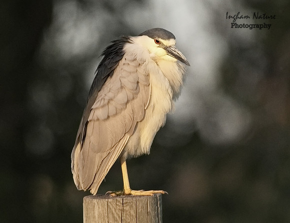 Black Crowned Night Heron