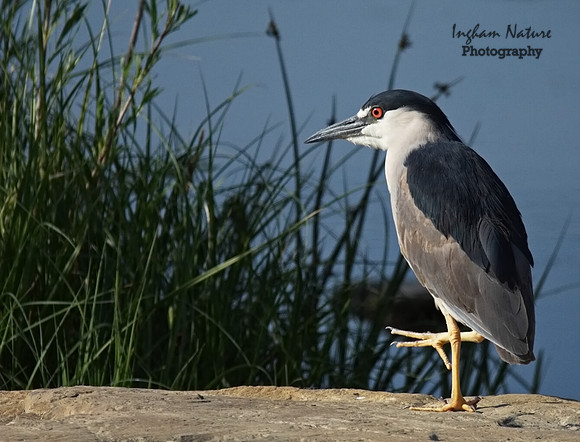 Black Crowned Night Heron
