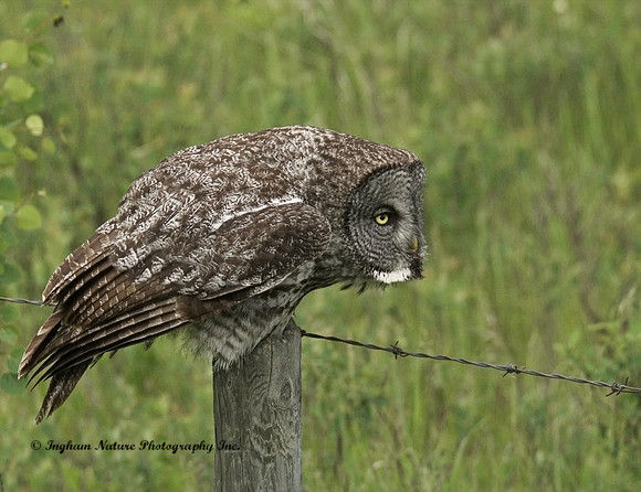 Great Gray Owl