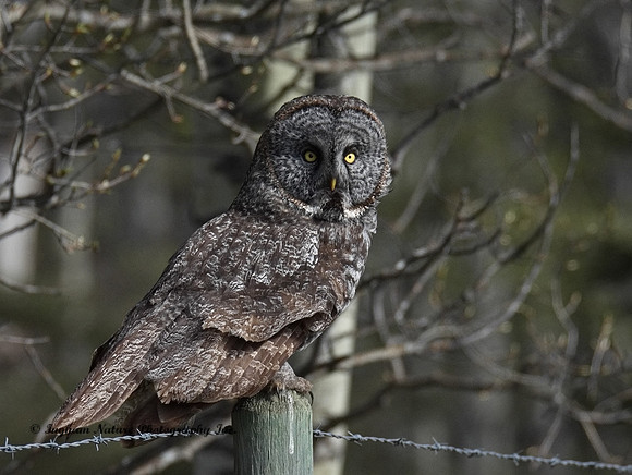 Great Gray Owl