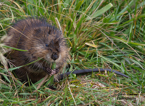 Muskrat