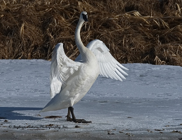 Swan - Trumpeter