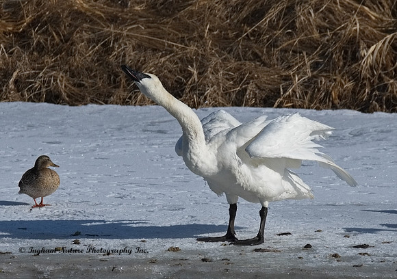 Swan - Trumpeter