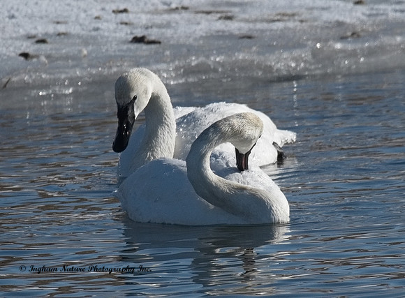Swan - Trumpeter