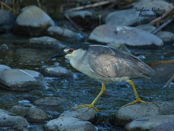 Black Crowned Night Heron