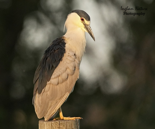 Black Crowned Night Heron