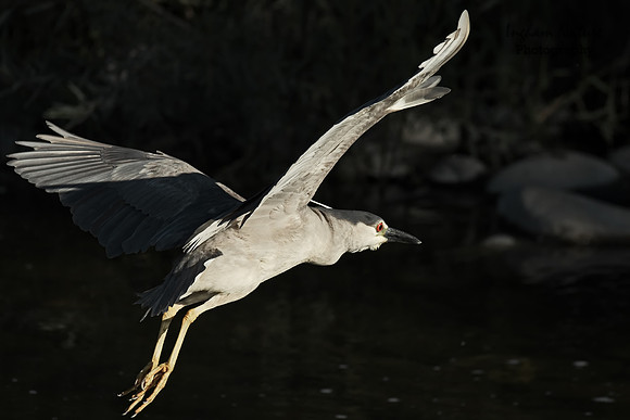 Black Crowned Night Heron