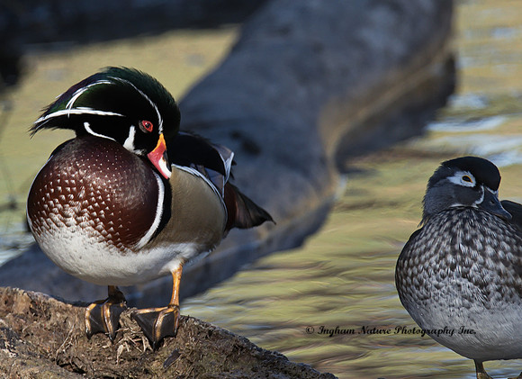 Wood Duck - Male & Female