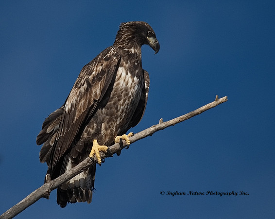 American Bald Eagle - Juvenile