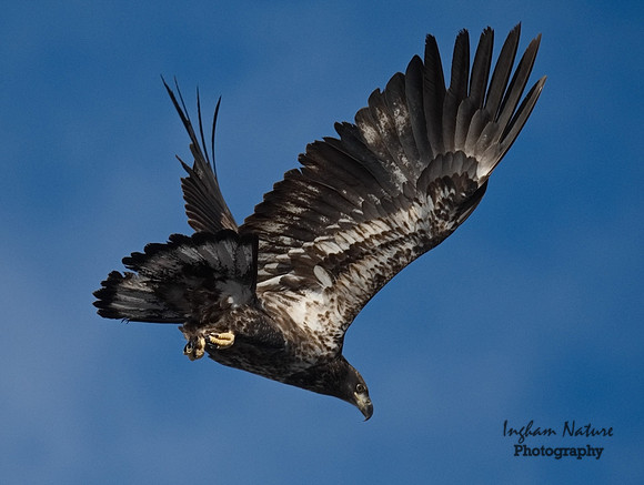 American Bald Eagle - Juvenile
