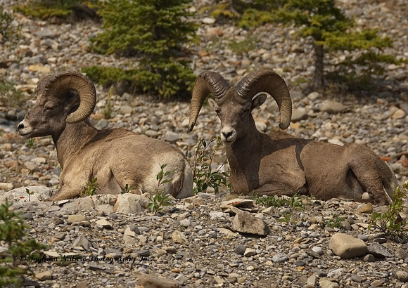 Rocky Mountain Sheep - Rams