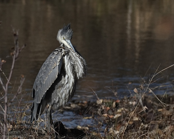 Great Blue Heron