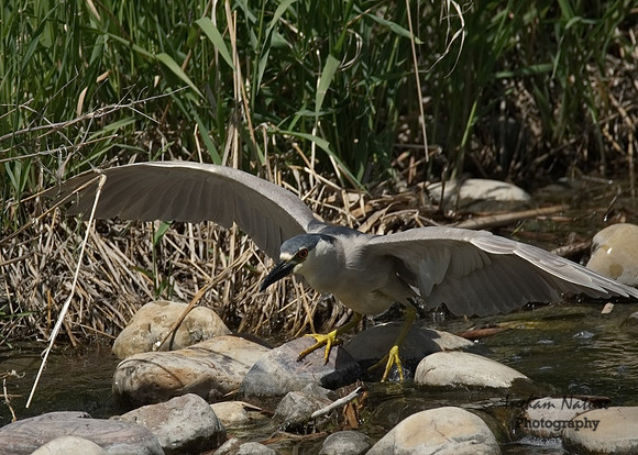Black-Crowned Night Heron - Adult