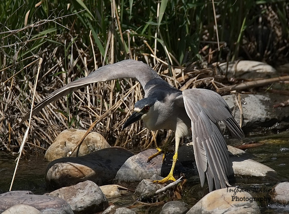 Black-Crowned Night Heron - Adult