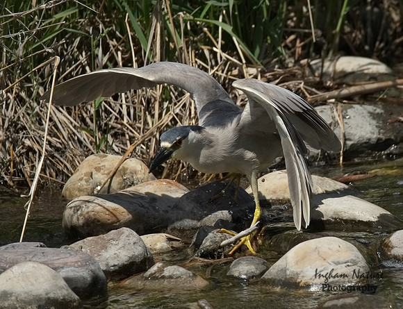 Black-Crowned Night Heron - Adult