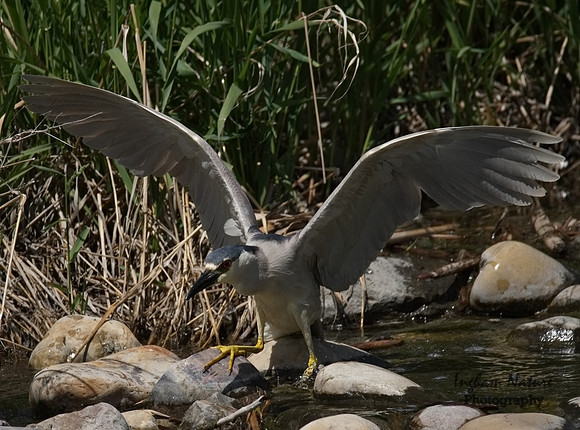 Black-Crowned Night Heron - Adult