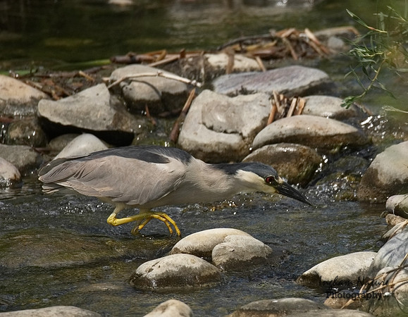 Black-Crowned Night Heron - Adult