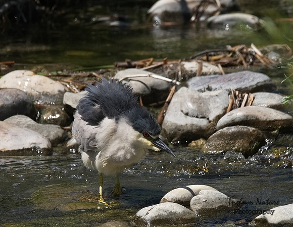 Black-Crowned Night Heron - Adult
