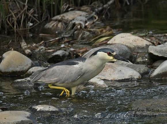 Black-Crowned Night Heron - Adult