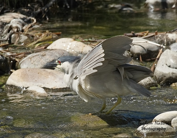 Black-Crowned Night Heron - Adult