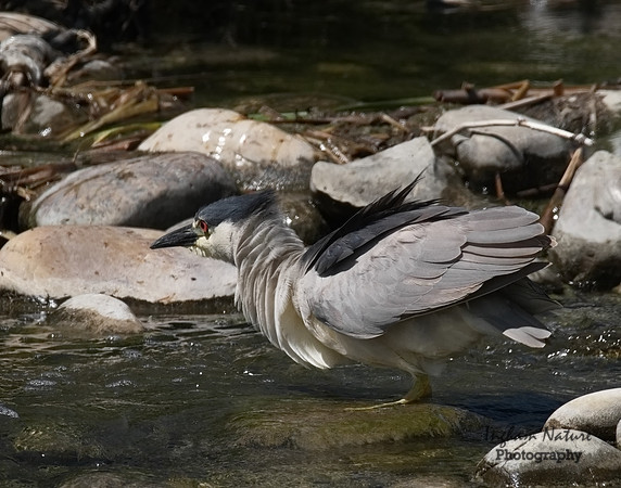 Black-Crowned Night Heron - Adult