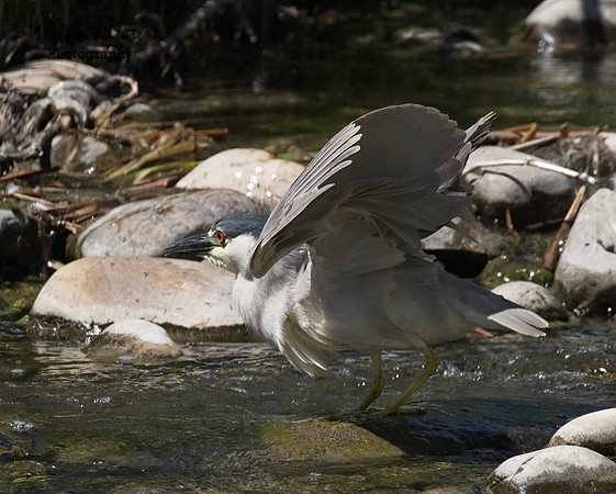 Black-Crowned Night Heron - Adult