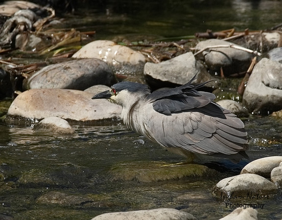 Black-Crowned Night Heron - Adult