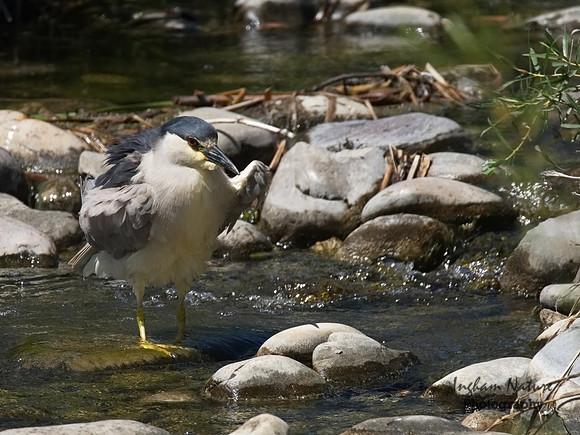 Black-Crowned Night Heron - Adult