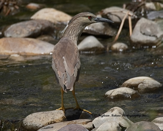 Black-Crowned Night Heron (Juvenile)
