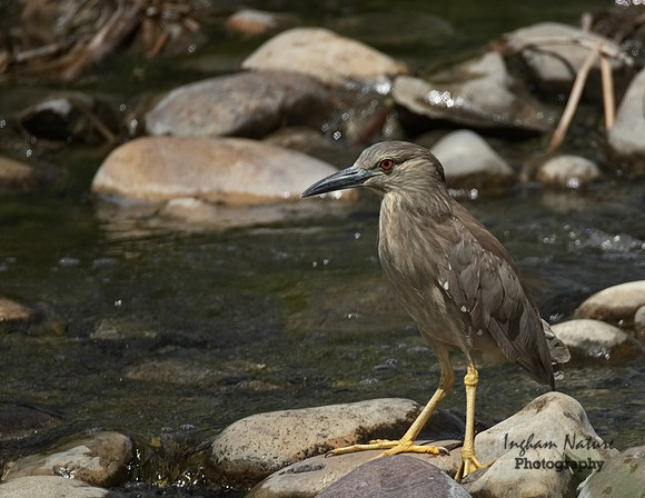 Black-Crowned Night Heron (Juvenile)