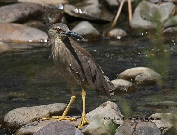 Black-Crowned Night Heron (Juvenile)