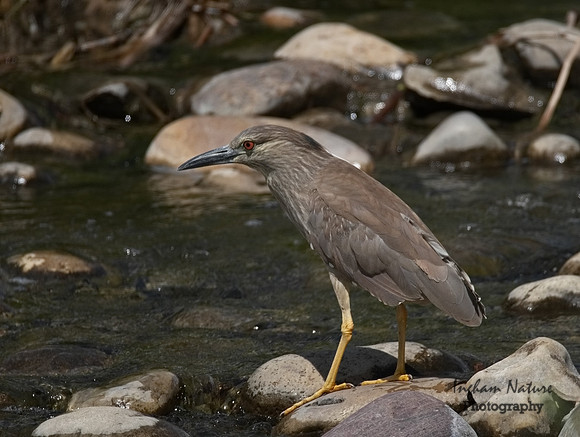 Black-Crowned Night Heron (Juvenile)