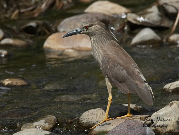 Black-Crowned Night Heron (Juvenile)