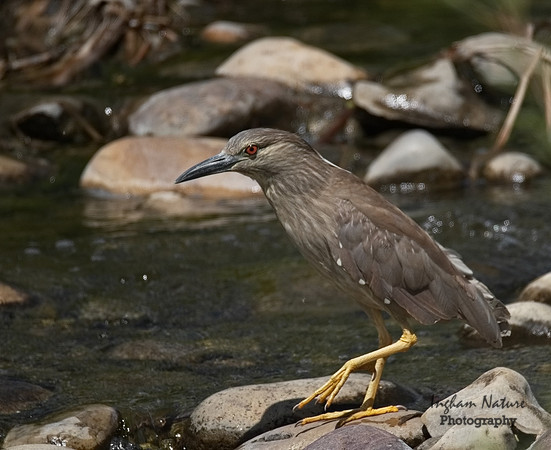 Black-Crowned Night Heron (Juvenile)