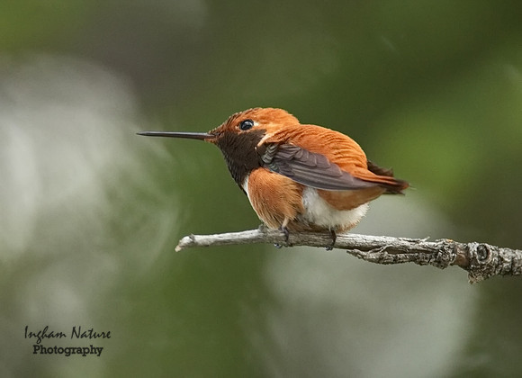 Hummingbird - Rufous