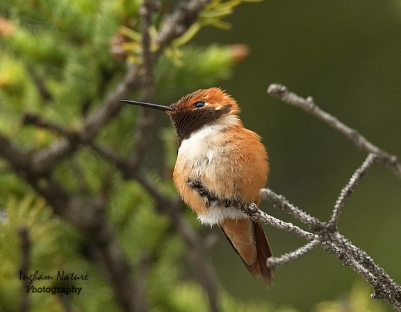 Hummingbird - Rufous