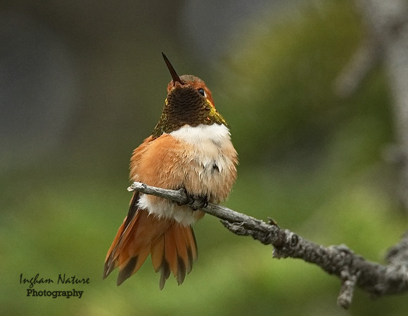 Hummingbird - Rufous