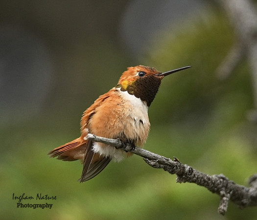 Hummingbird - Rufous