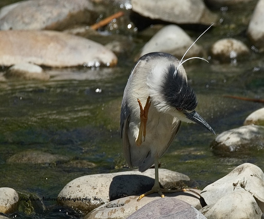 Black Crowned Night Heron