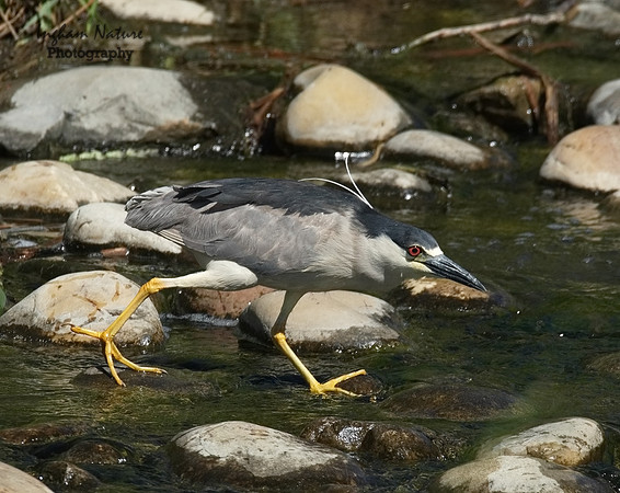 Black Crowned Night Heron