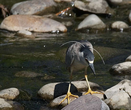 Black Crowned Night Heron
