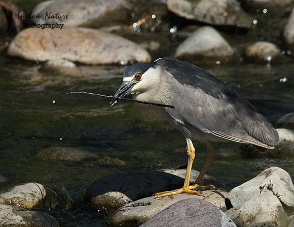 Black Crowned Night Heron