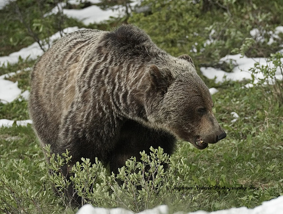Grizzly Bear - Male